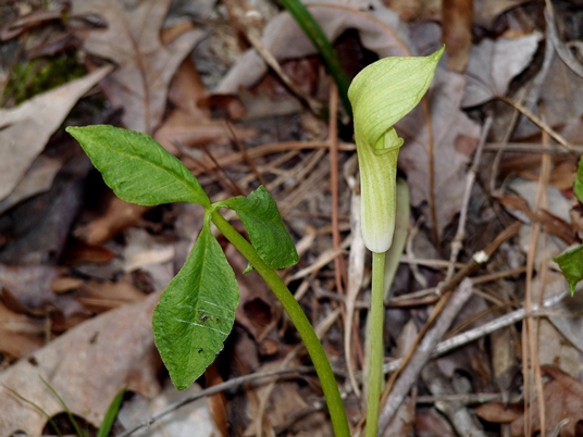 {Arisaema pusillum}